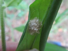 Gibellula