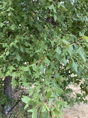 Acer monspessulanum