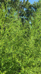 Artemisia annua
