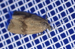 Celypha striana