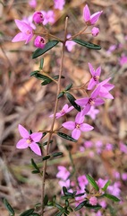 Boronia ledifolia