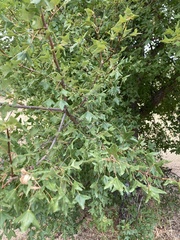 Acer monspessulanum