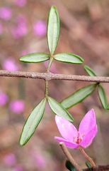 Boronia ledifolia