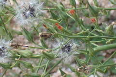 Lactuca canadensis