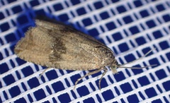 Celypha striana