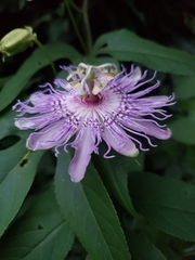 Passiflora incarnata