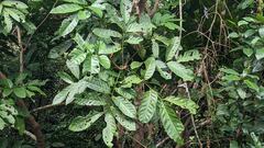 Dysoxylum hongkongense
