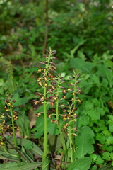 Calanthe mannii