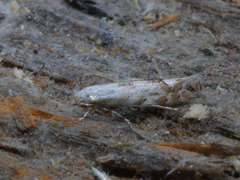 Phyllonorycter sagitella