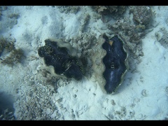 Tridacna derasa