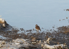 Charadrius hiaticula
