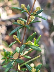 Boronia ledifolia