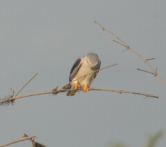 Elanus caeruleus