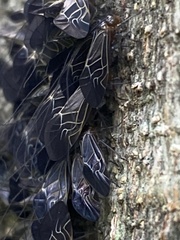 Cerastipsocus venosus