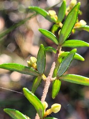 Boronia ledifolia