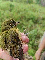 Mionectes oleagineus