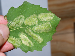 Phyllonorycter sagitella