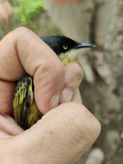 Todirostrum cinereum