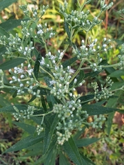 Eupatorium altissimum