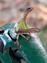 Umbonia crassicornis