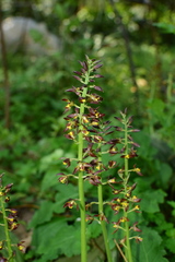 Calanthe mannii