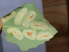 Phyllonorycter sagitella