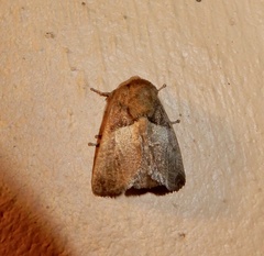 Limacodidae