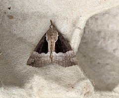 Hypena bijugalis