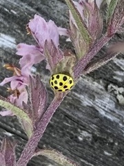 Psyllobora vigintiduopunctata