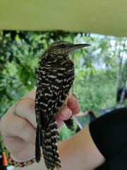 Campylorhynchus zonatus