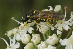 Tenthredo arcuata