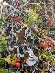 Peltigera leucophlebia