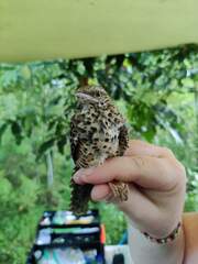 Campylorhynchus zonatus