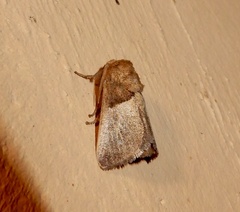 Limacodidae