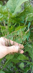 Plantae