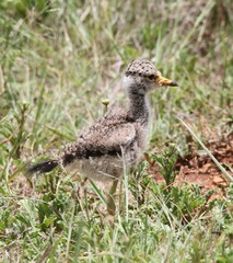 Vanellus senegallus lateralis