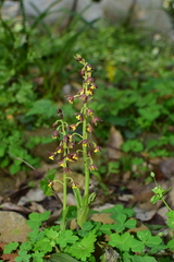 Calanthe mannii