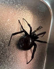 Latrodectus hesperus