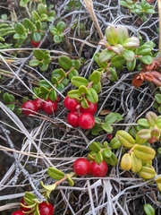 Vaccinium vitis-idaea