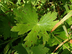 Geranium phaeum
