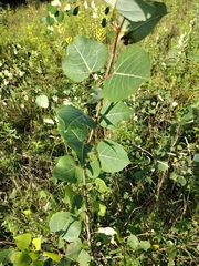 Populus tremuloides