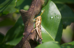 Cyrtacanthacris tatarica