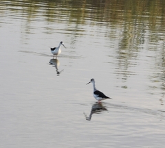 Himantopus himantopus