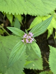 Crusea hispida