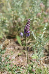 Anthophila