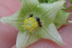 Nylanderia