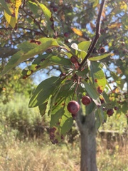 Malus toringo