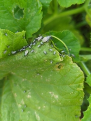 Anasa tristis