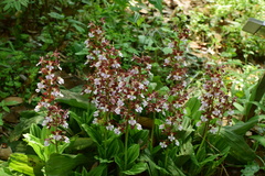 Calanthe discolor