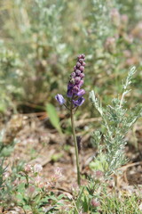 Anthophila